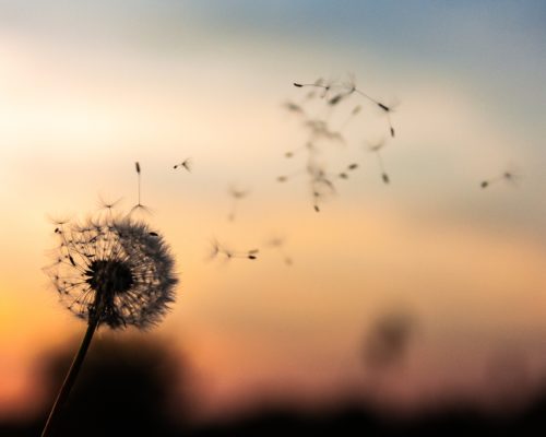 Storie - IT 8 dawid zawila 279998 unsplash